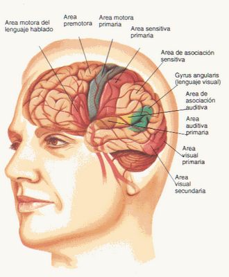 El tipo sanguíneo AB causa demencia