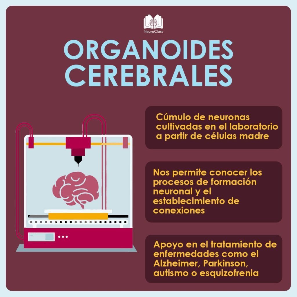 Infografías - NeuroClass