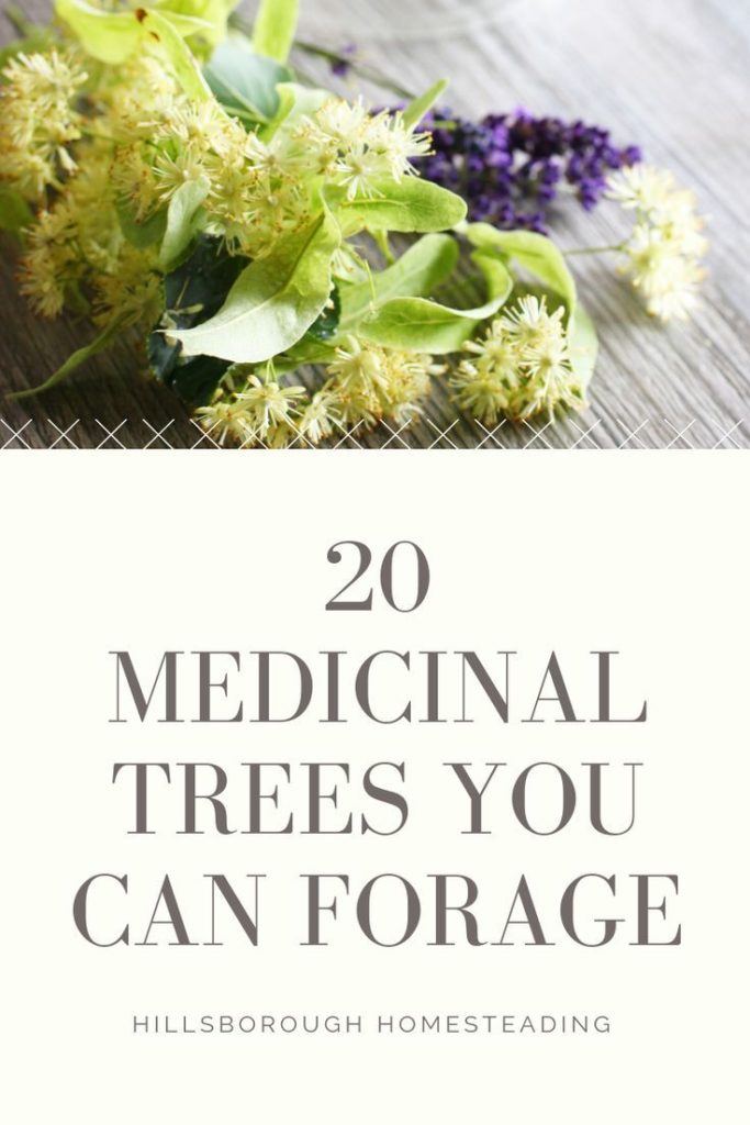 20 Medicinal Trees You Can Forage Medicine From