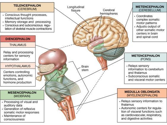 Brain