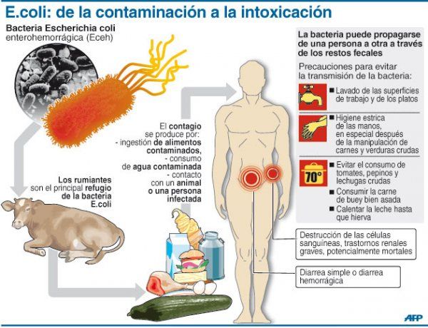 E.Coli de la contaminación a la intoxicación #infografia #infographic #salud