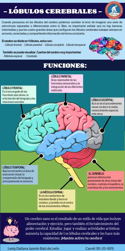 -LÓBULOS CEREBRALES-