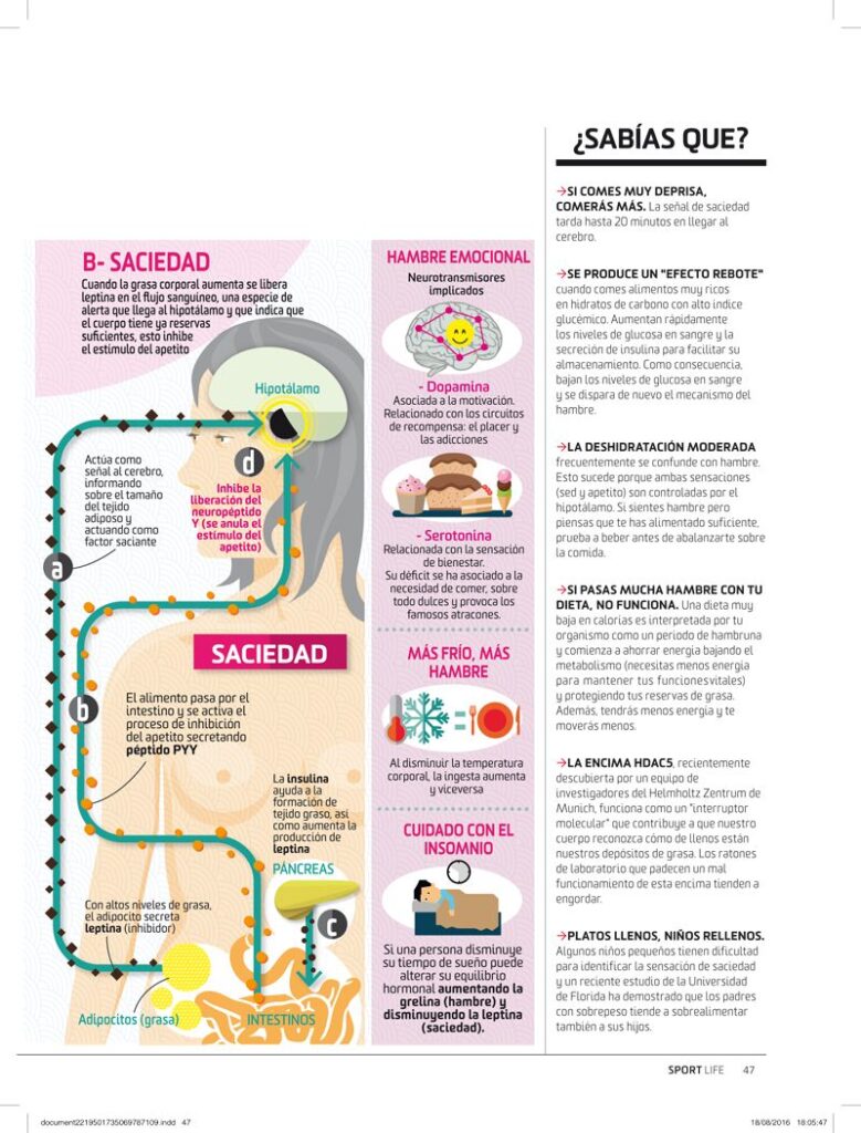 ¿Por qué se produce la sensación de hambre?