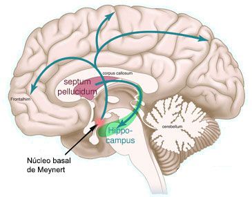 Tipos de demencias corticales: Alzheimer, Pick y atrofias lobares