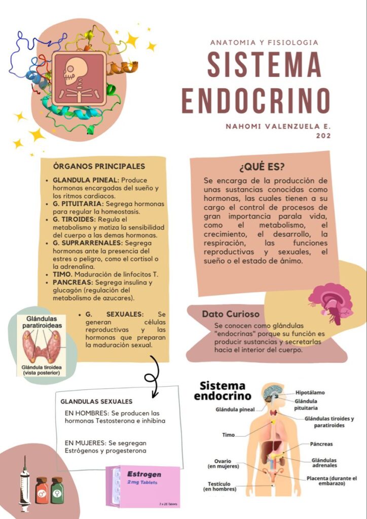 Sistema endocrino