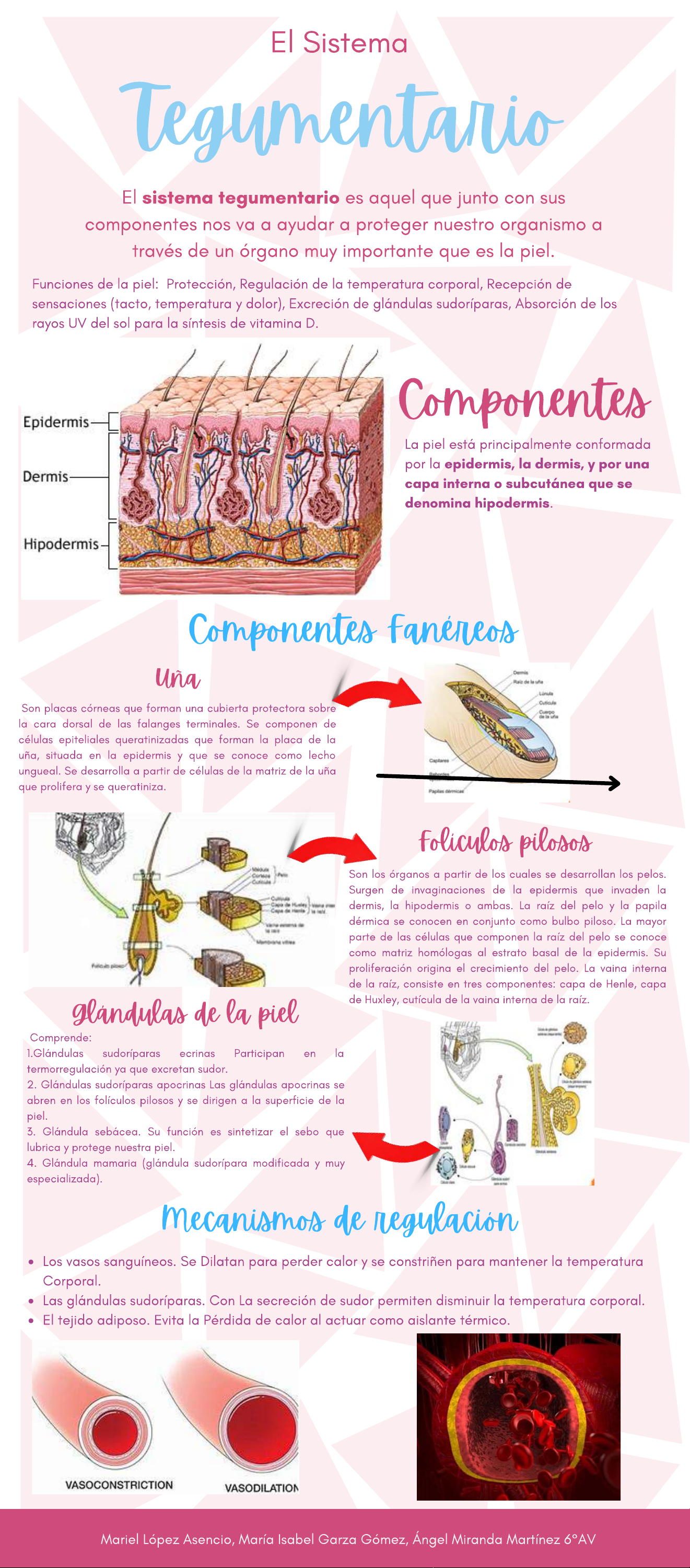 Infografía del Sistema Tegumentario tema de estudio Ciencias de la salud - El Sistema Tegumentario - Studocu