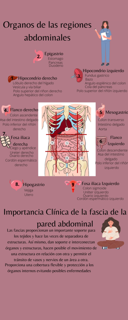 Organos de las regiones abdominales