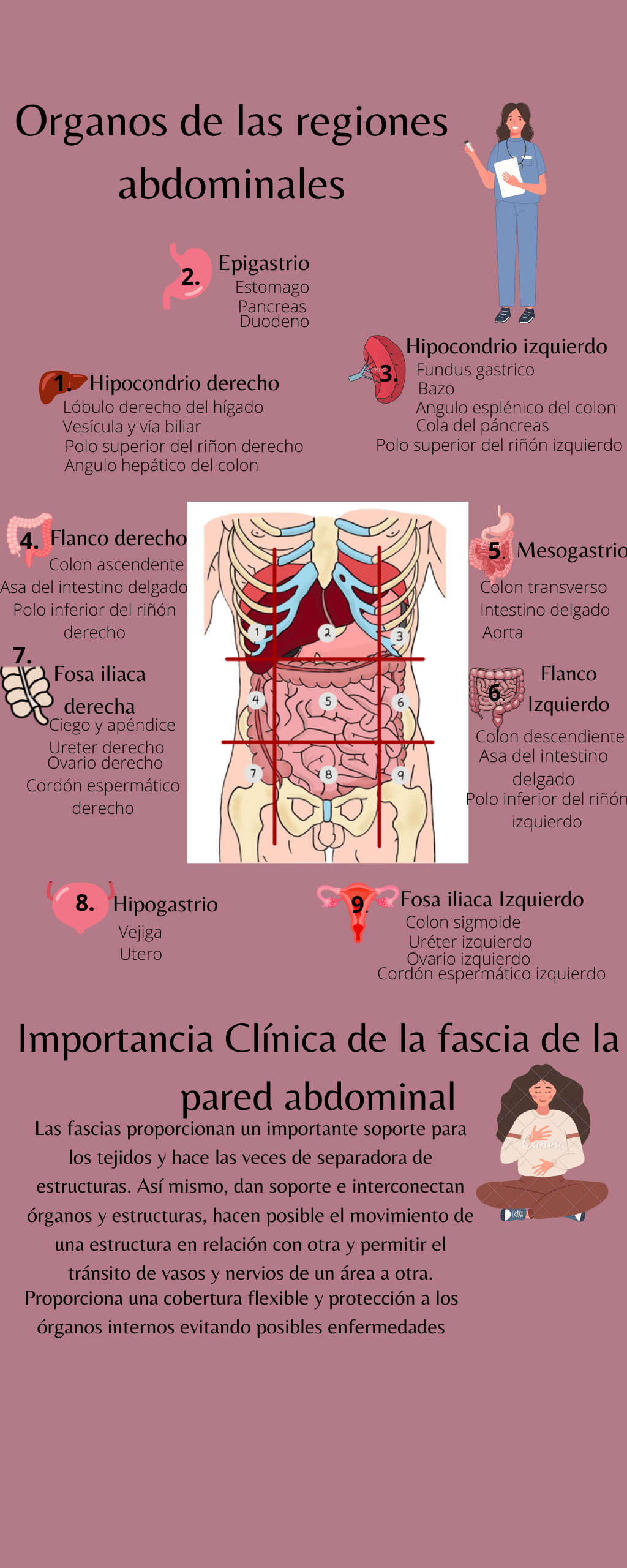 Organos de las regiones abdominales