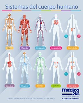 The Human Body: Anatomy, Facts & Functions