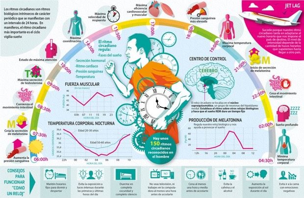 Los ritmos biológicos: cómo influyen en tu salud y el bienestar