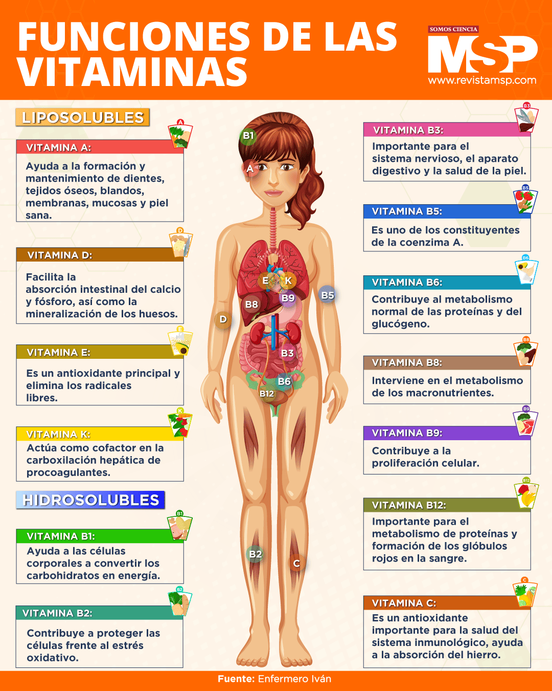 Funciones de las vitaminas | Infografía