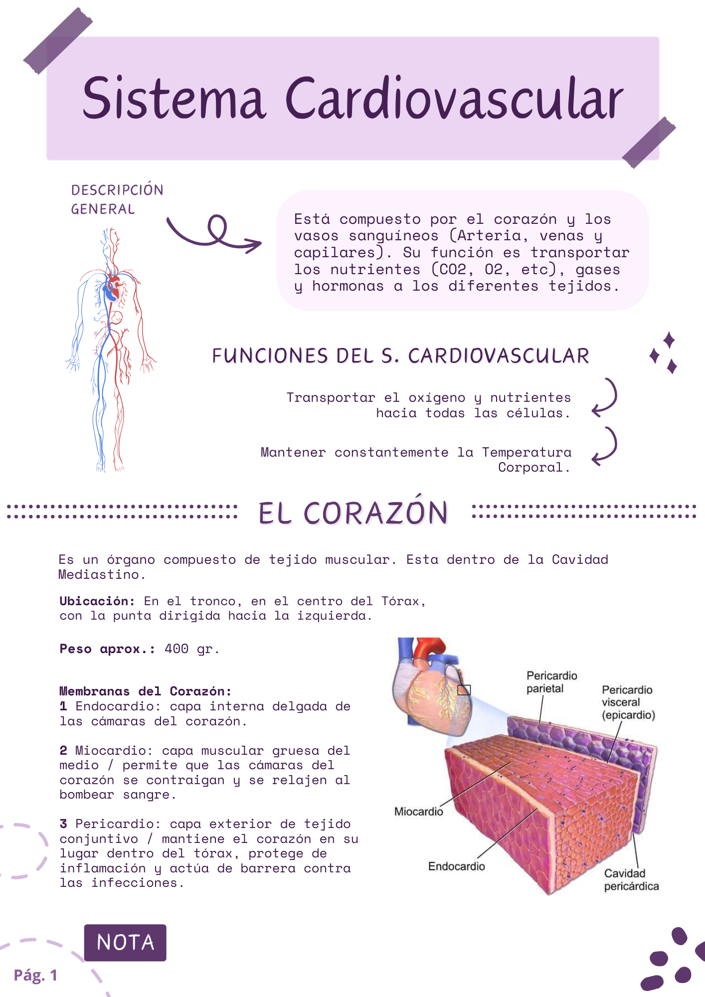 Sistema Cardiovascular: El Corazón 🫀