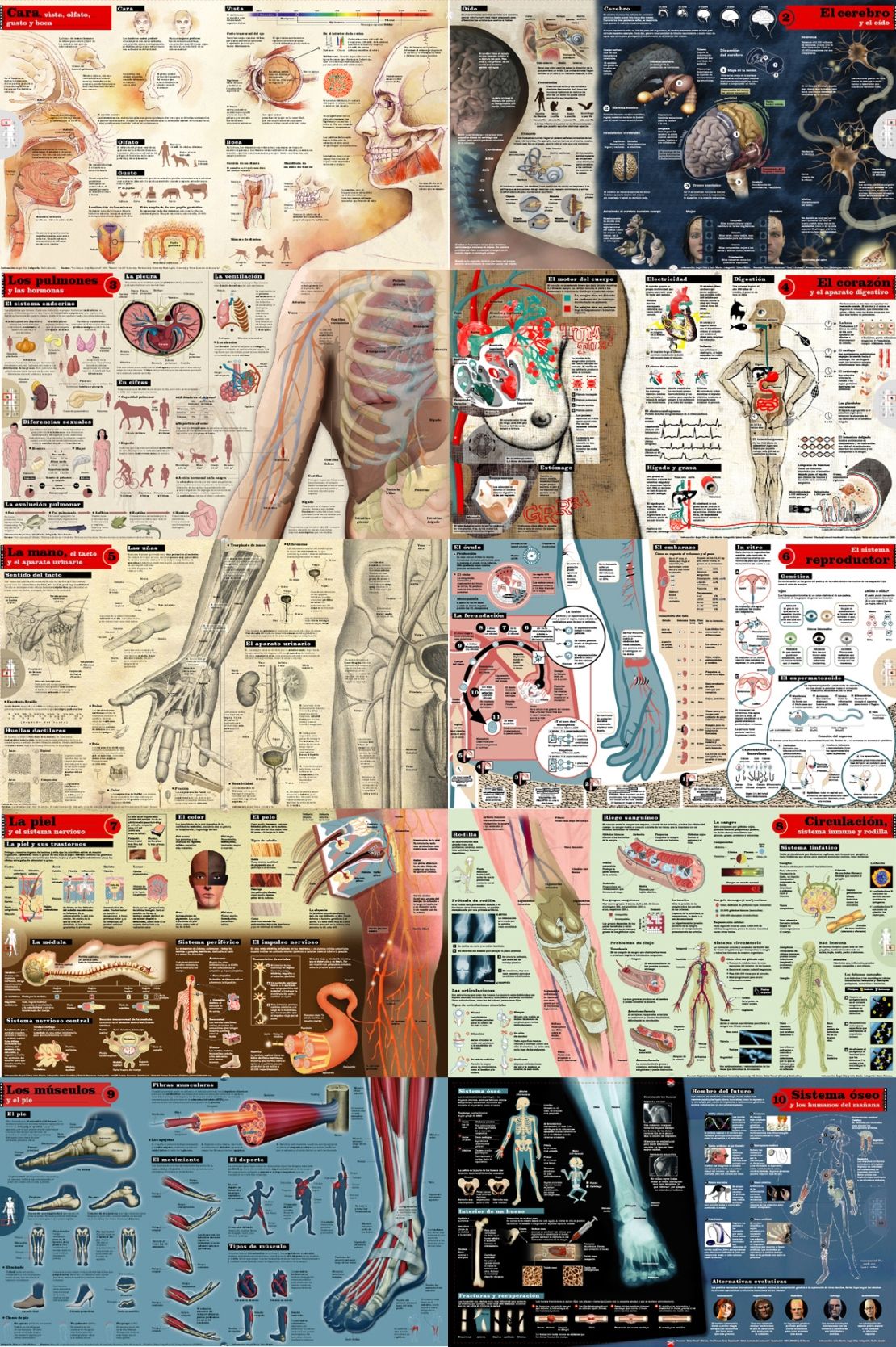 Infografia cuerpo humano